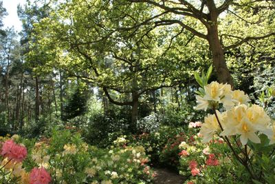 Flowers growing on tree