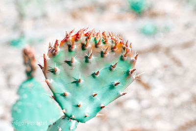 Close-up of cactus plant