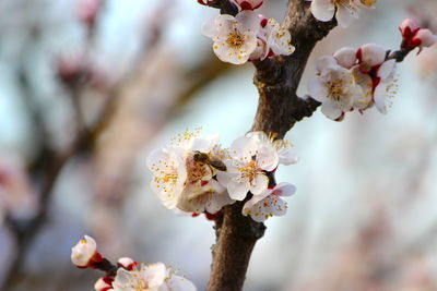 Close-up of cherry blossom tree