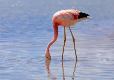 Bird drinking water in a lake