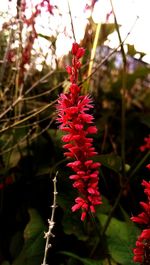 Close-up of red flower growing on tree