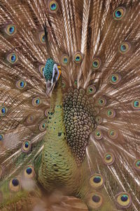 Close-up of peacock