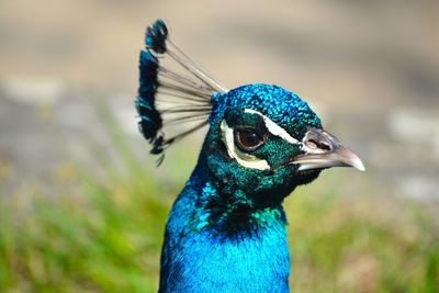 Close-up of alert peacock looking away