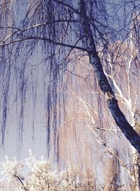 Bare trees against sky