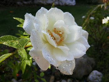 Close-up of white flowers blooming in park