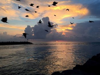 Seagulls flying over sea against sky during sunset