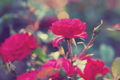 Close-up of pink flower