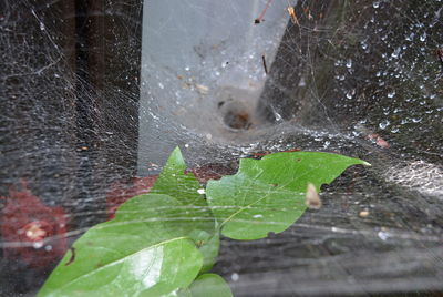 Close-up of wet spider web on plant