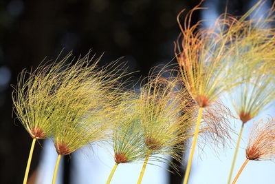 Close-up of plants growing outdoors