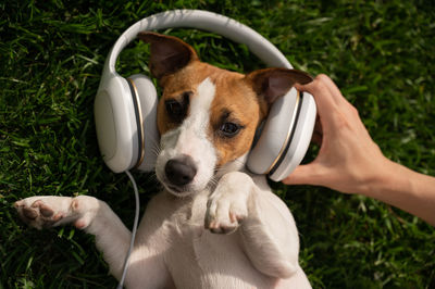 Directly above shot of dog with headphones