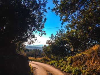 Road passing through forest