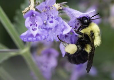 Bumble bee pollinates cat mint flower plant