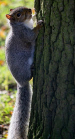 Close-up of bird by tree trunk