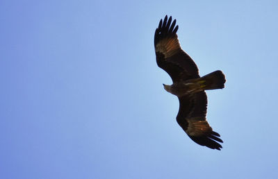 Low angle view of eagle flying against clear blue sky