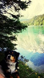 Dog looking at lake