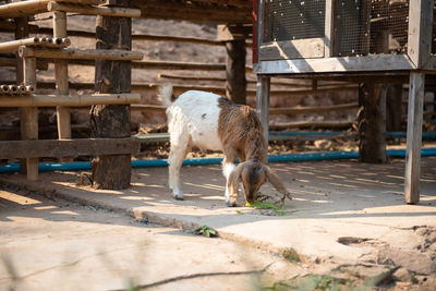 Horse standing in a farm