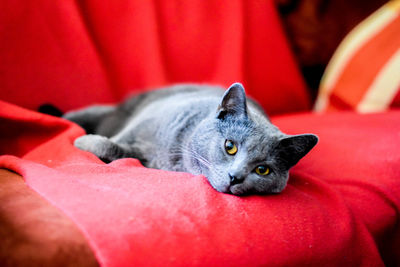 Close-up portrait of a cat resting