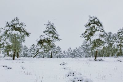 Trees on snow covered field against sky