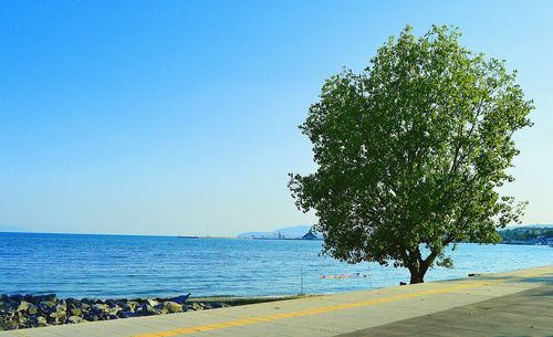 Tree by sea against clear blue sky