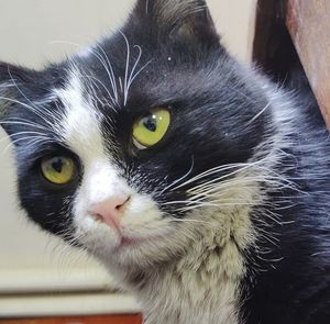 Close-up portrait of cat