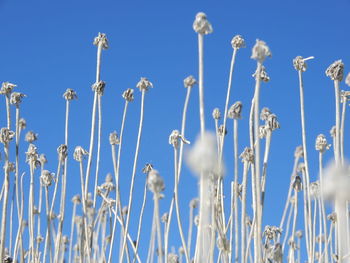 Low angle view of flowering plants against sky