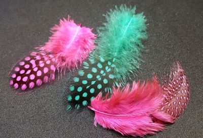 Close-up high angle view of pink butterfly