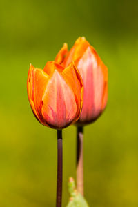 Close-up of orange tulip