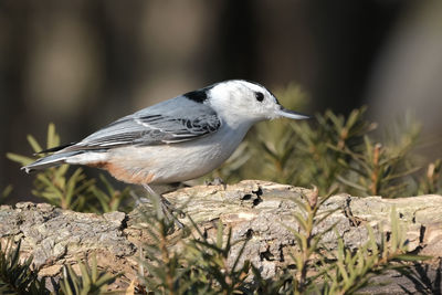 Close-up of bird perching on rock