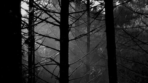 Low angle view of bare trees