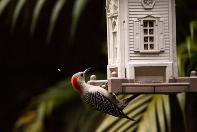 Red bellied woodpecker melanerpes carolinus bird on a bird feeder in naples, florida.