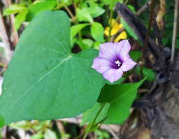 Close-up of purple flowering plant
