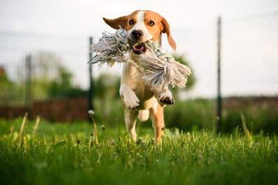 Dog running on field with toy towards camera