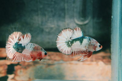 Close-up of fish swimming in aquarium