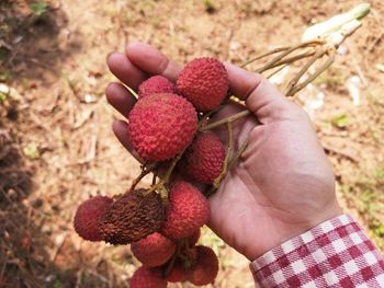 Close-up of hand holding strawberries