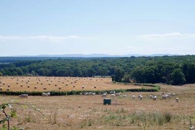 Scenic view of agricultural field against sky