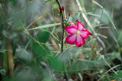 Close-up of pink flowering plant on field