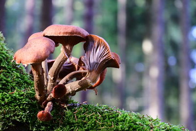 Close-up of mushroom growing in forest