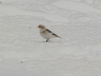 Close-up of bird perching on snow