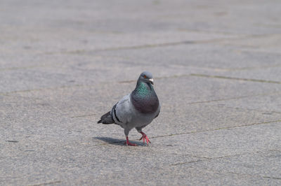 Close-up of pigeon on footpath
