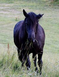 Portrait of horse on field