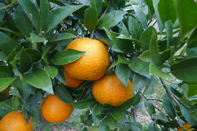 Close-up of oranges on tree