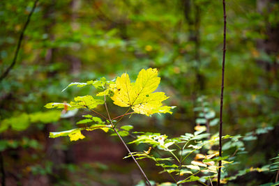 Close-up of yellow flowers on field