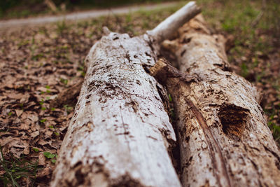 Close-up of tree trunk on field