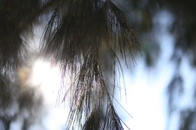 Low angle view of plants against sky