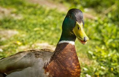 Close-up of a duck