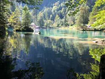 Scenic view of lake in forest