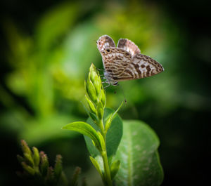 Close-up of butterfly on plant