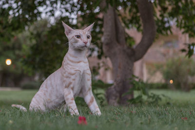 Cat looking away on field