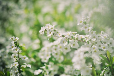 Close-up of white flowering plant