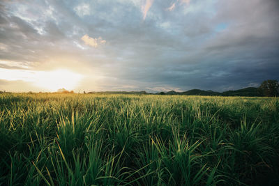 Scenic view of field against sky during sunset